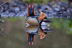 Mandarin duck