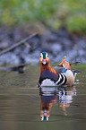 Mandarin duck