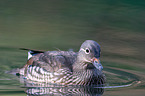 Mandarin duck