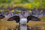 Mandarin duck