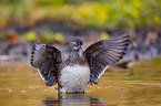 Mandarin duck