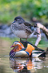 Mandarin ducks