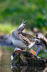 Mandarin ducks