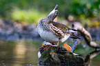 Mandarin ducks