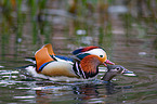 Mandarin ducks