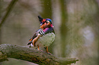 Mandarin duck