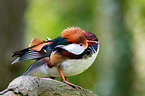 Mandarin duck