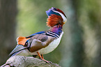 Mandarin duck