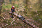 Mandarin duck