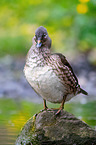 Mandarin duck