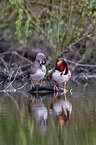 Mandarin ducks