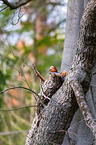 Mandarin duck