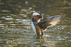 Mandarin duck