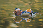 Mandarin duck