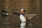 Mandarin duck