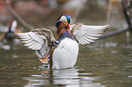 Mandarin duck