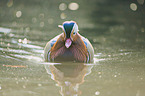 Mandarin duck