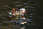 Mandarin duck