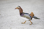 Mandarin Duck