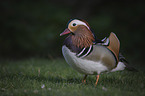 Mandarin Duck