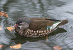 Mandarin duck