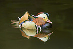 Mandarin duck