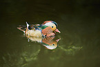 Mandarin duck