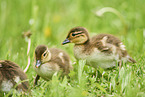 Mandarin duck chicks