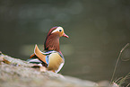 Mandarin duck