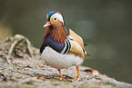 Mandarin duck