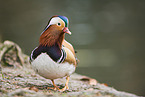 Mandarin duck