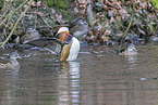 Mandarin duck