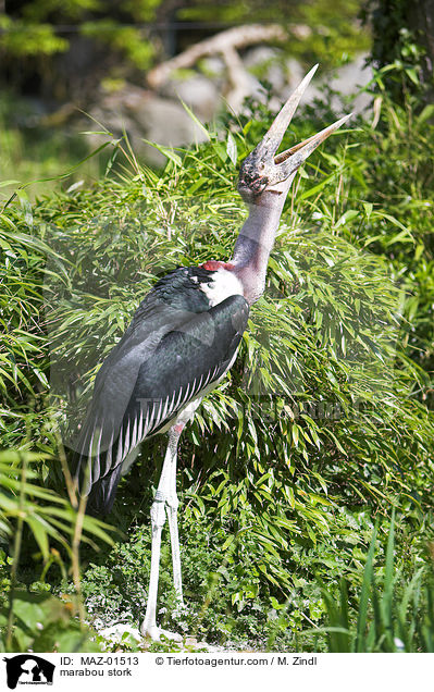 marabou stork / MAZ-01513