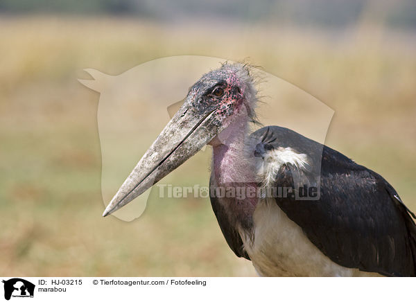 Marabu / marabou / HJ-03215