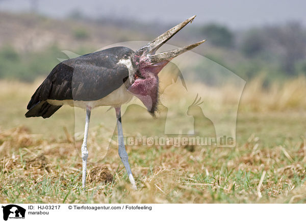 Marabu / marabou / HJ-03217