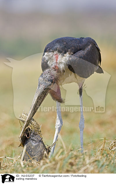 fressender Marabu / eating marabou / HJ-03237