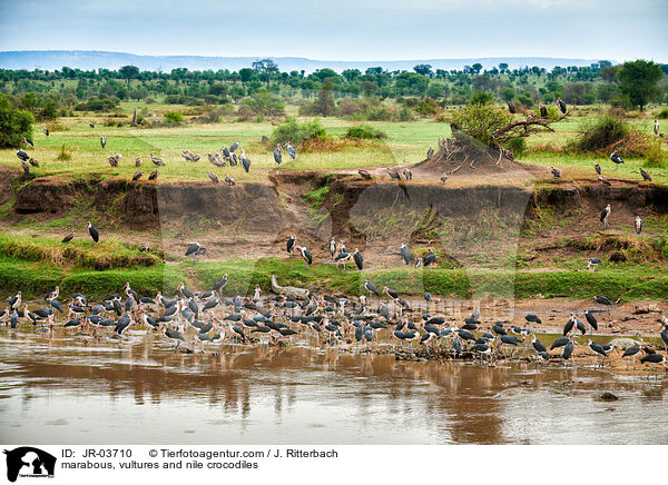 Marabus, Geier und Nilkrokodile / marabous, vultures and nile crocodiles / JR-03710