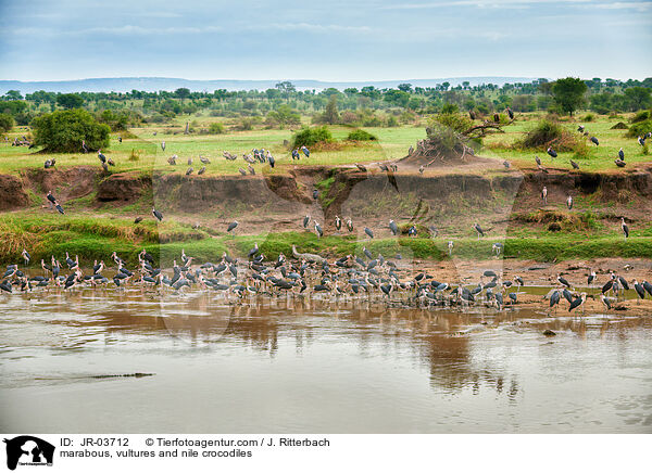 Marabus, Geier und Nilkrokodile / marabous, vultures and nile crocodiles / JR-03712