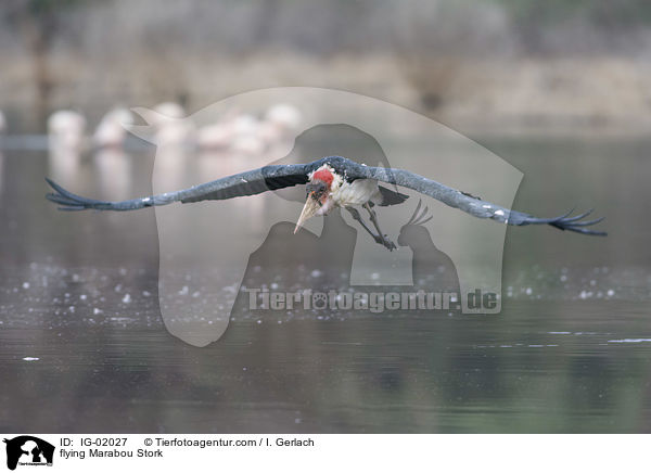 fliegender Marabu / flying Marabou Stork / IG-02027