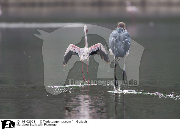 Marabu mit Flamingo / Marabou Stork with Flamingo / IG-02028