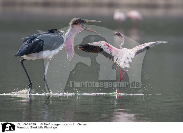 Marabu ttet Flamingo / Marabou Stork kills Flamingo / IG-02029