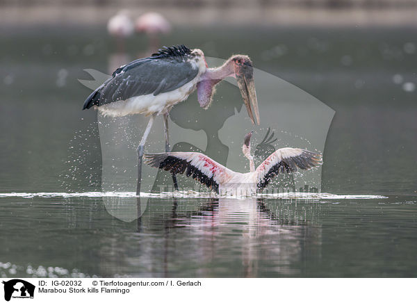 Marabu ttet Flamingo / Marabou Stork kills Flamingo / IG-02032