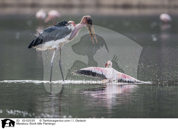 Marabu ttet Flamingo / Marabou Stork kills Flamingo / IG-02035