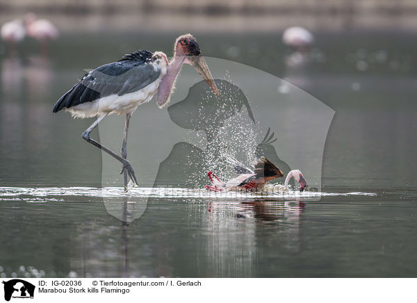 Marabu ttet Flamingo / Marabou Stork kills Flamingo / IG-02036