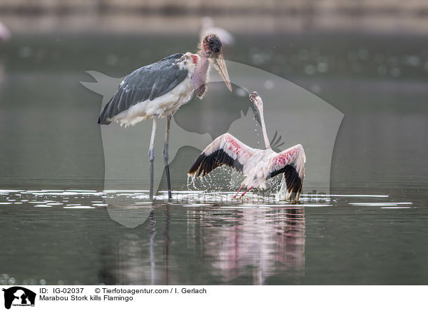 Marabu ttet Flamingo / Marabou Stork kills Flamingo / IG-02037
