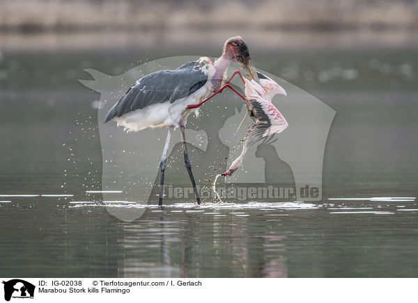 Marabu ttet Flamingo / Marabou Stork kills Flamingo / IG-02038
