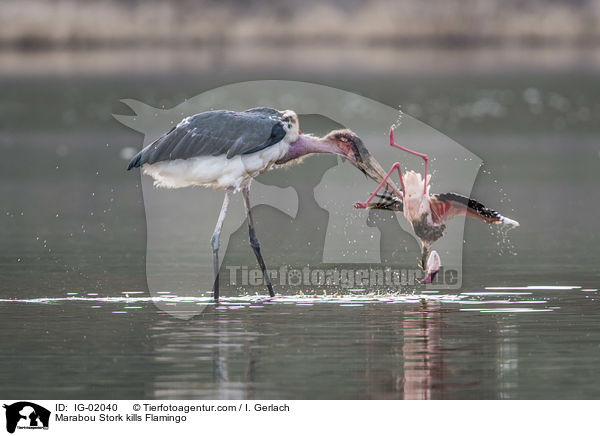 Marabu ttet Flamingo / Marabou Stork kills Flamingo / IG-02040