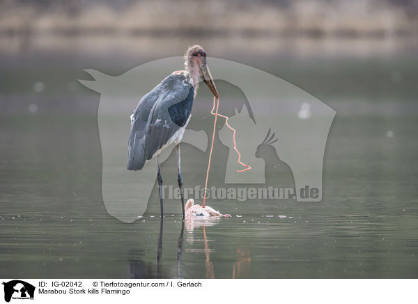 Marabu ttet Flamingo / Marabou Stork kills Flamingo / IG-02042