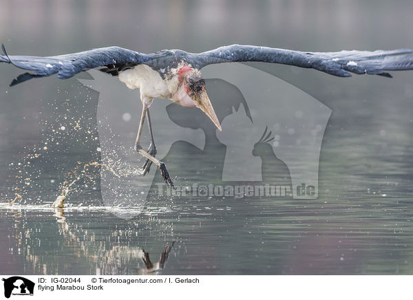 fliegender Marabu / flying Marabou Stork / IG-02044