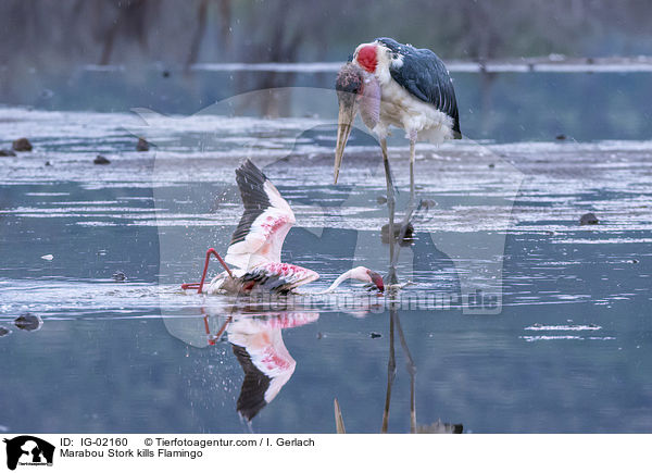 Marabu ttet Flamingo / Marabou Stork kills Flamingo / IG-02160